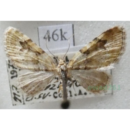 Eupithecia vulgata (Haworth, 1809) Grotnik pospolity Slovakia46k